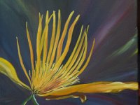 2 Trollblume